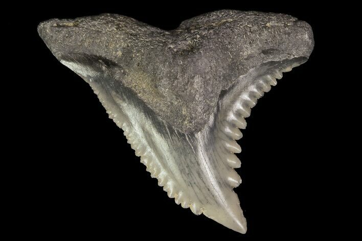Serrated, Fossil Hemipristis Tooth - Georgia #74817